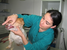 barbara e cane