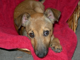 biba