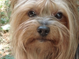 filippo1