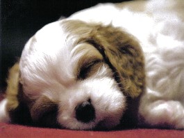 Cucciolo