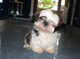 cippi