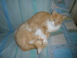 elviracesira