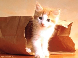 gatto