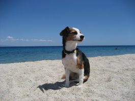 lilli