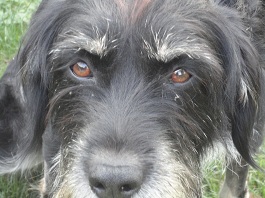 stella