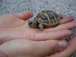 tartina