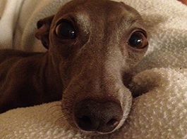 whippet